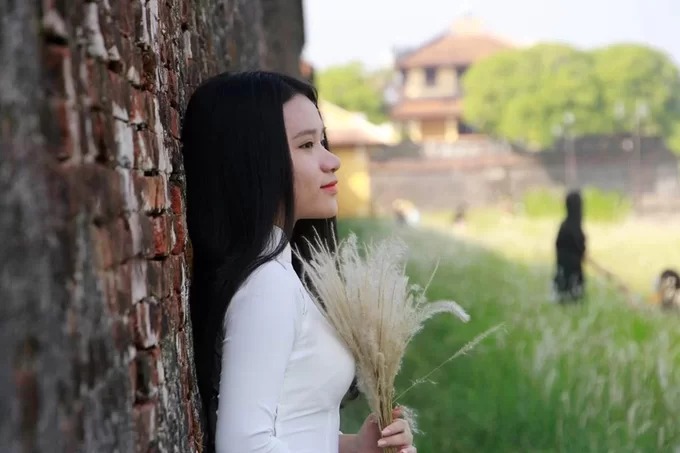 Sắc trắng cỏ tranh nổi bật bên tường thành cổ kính Đại Nội Huế