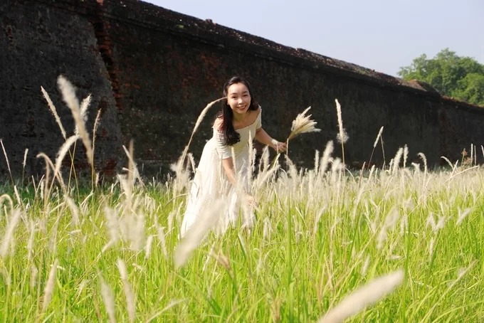 Hoa cỏ tranh mềm mại khoe sắc tại Đại Nội Huế