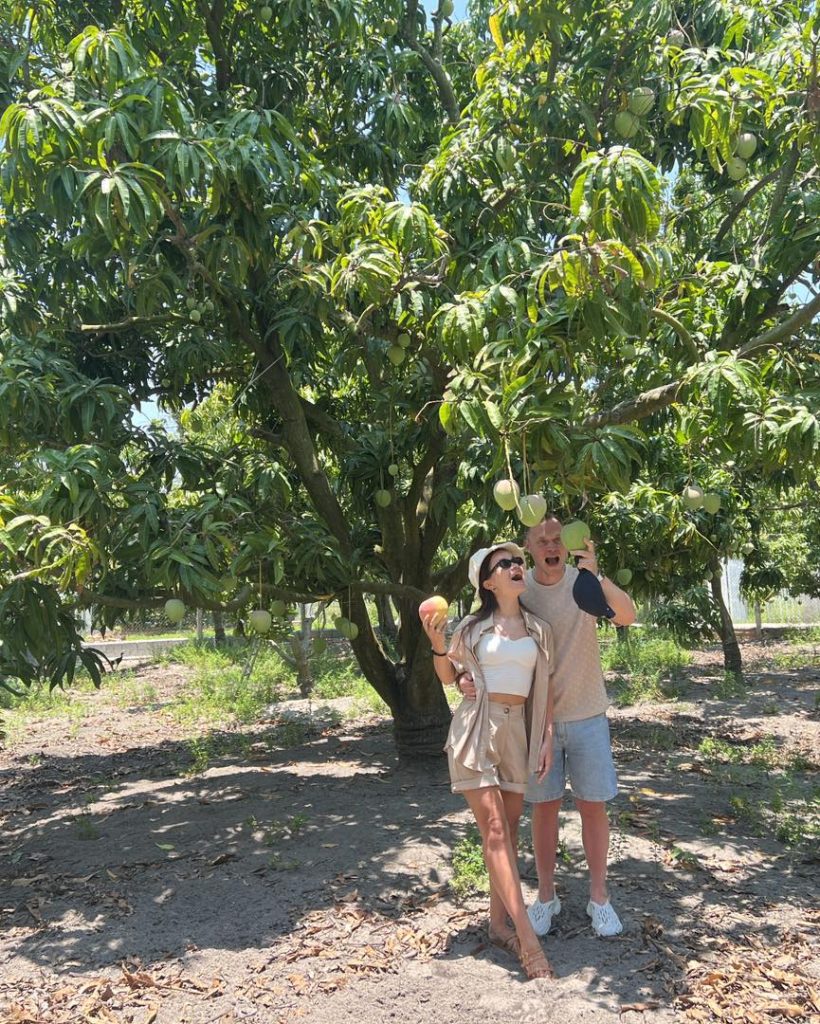 Trải nghiệm hái xoài tại vườn xoài Cam Lâm