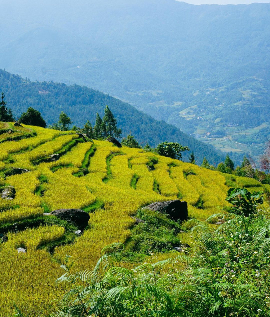 Ruộng bậc thang du lịch Bình Liêu