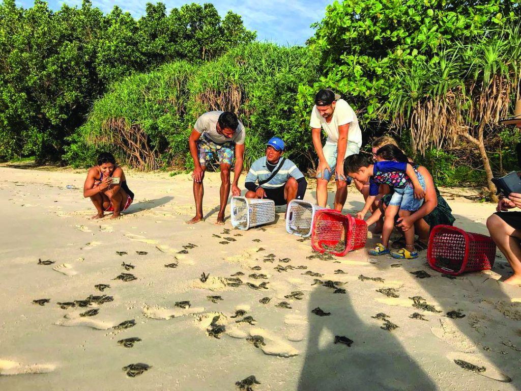 Du lịch Côn Đảo du khách thả rùa con