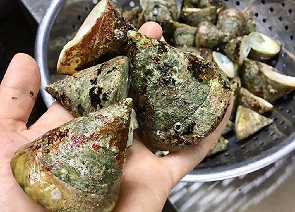 Ốc vú nàng Cù Lao Chàm