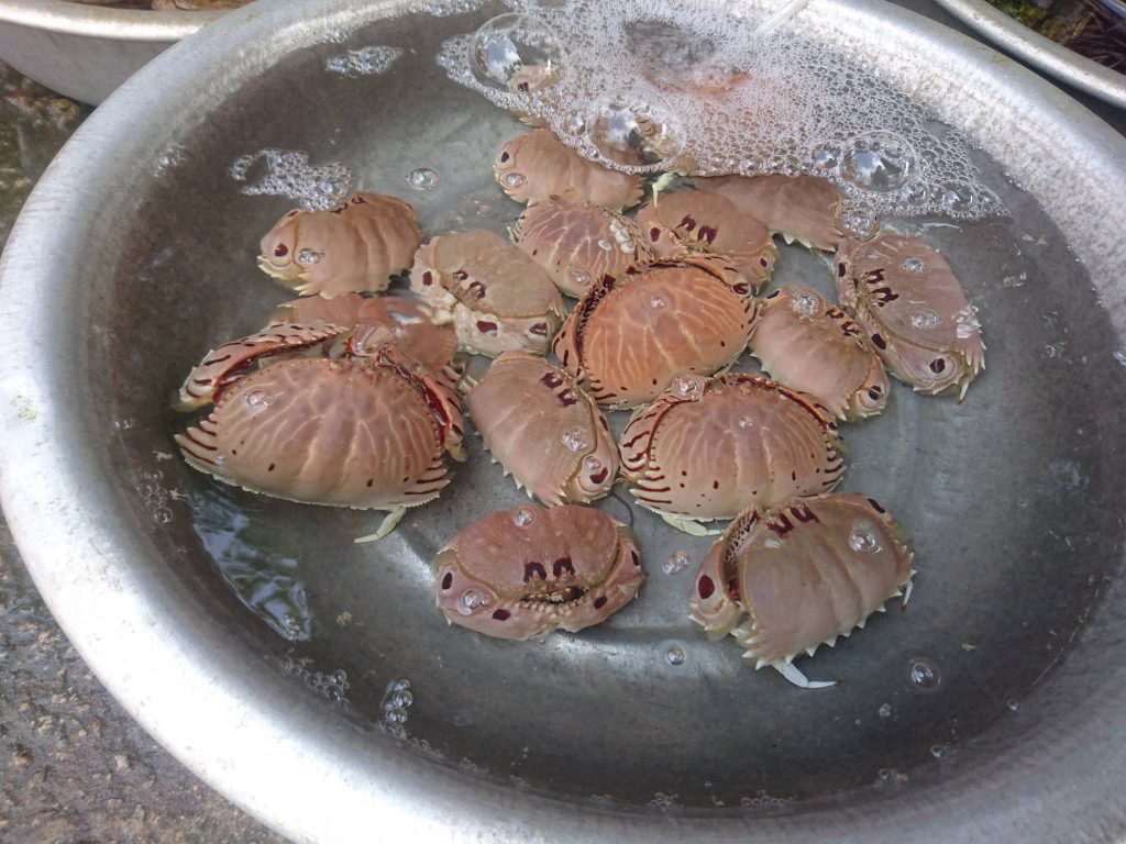 Cúm núm Cù Lao Chàm