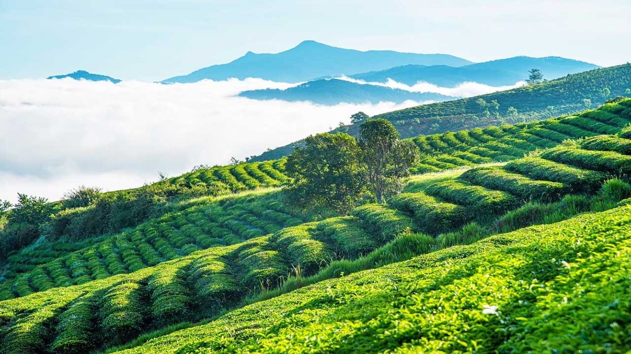 Săn mây tại Đồi Chè Cầu Đất