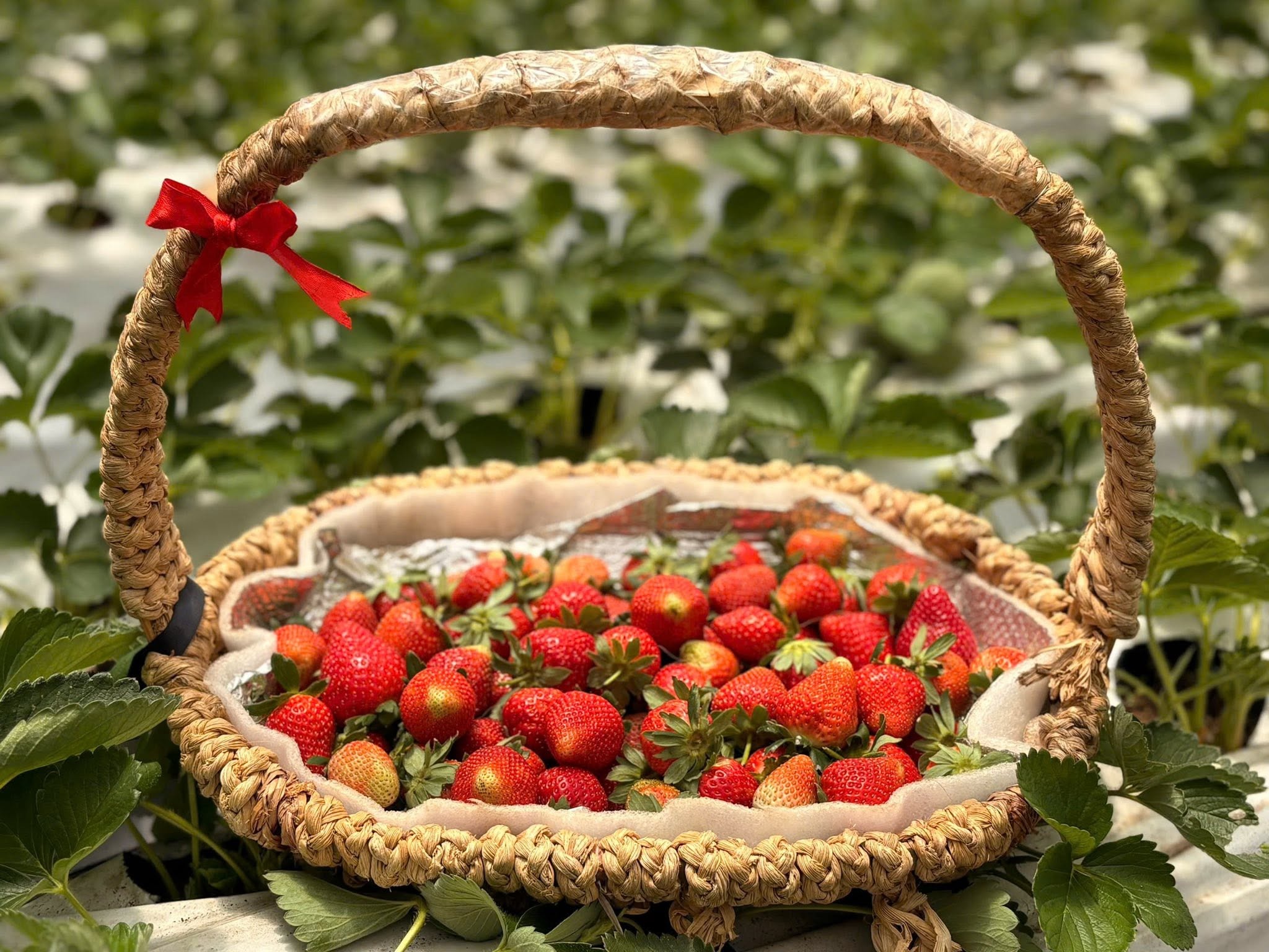 Hái dâu tươi ngay tại vườn