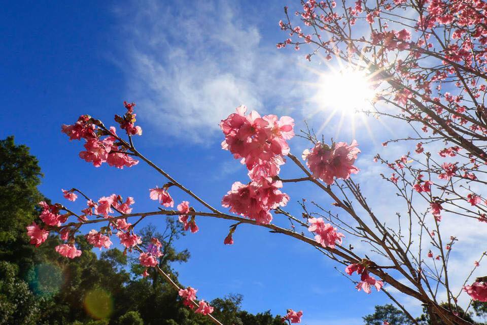 Ảnh: FB Hoa Sơn Điền Trang