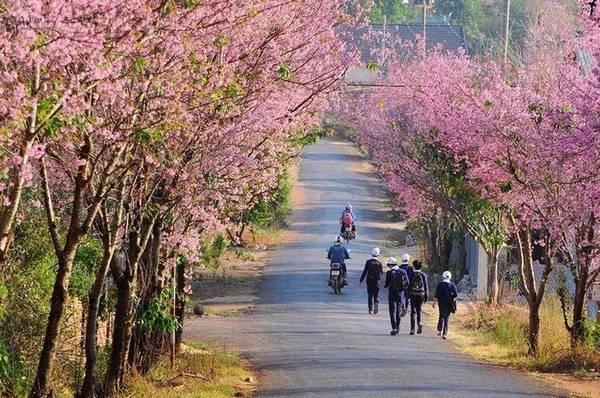 Một con đường hoa đẹp ở Đà Lạt. Ảnh: Đà Lạt trong tôi