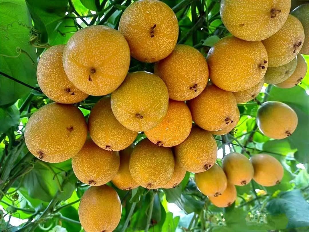 du-lich-da-lat-mua-trai-cay-ivivu-10 Chanh dây Đà Lạt
