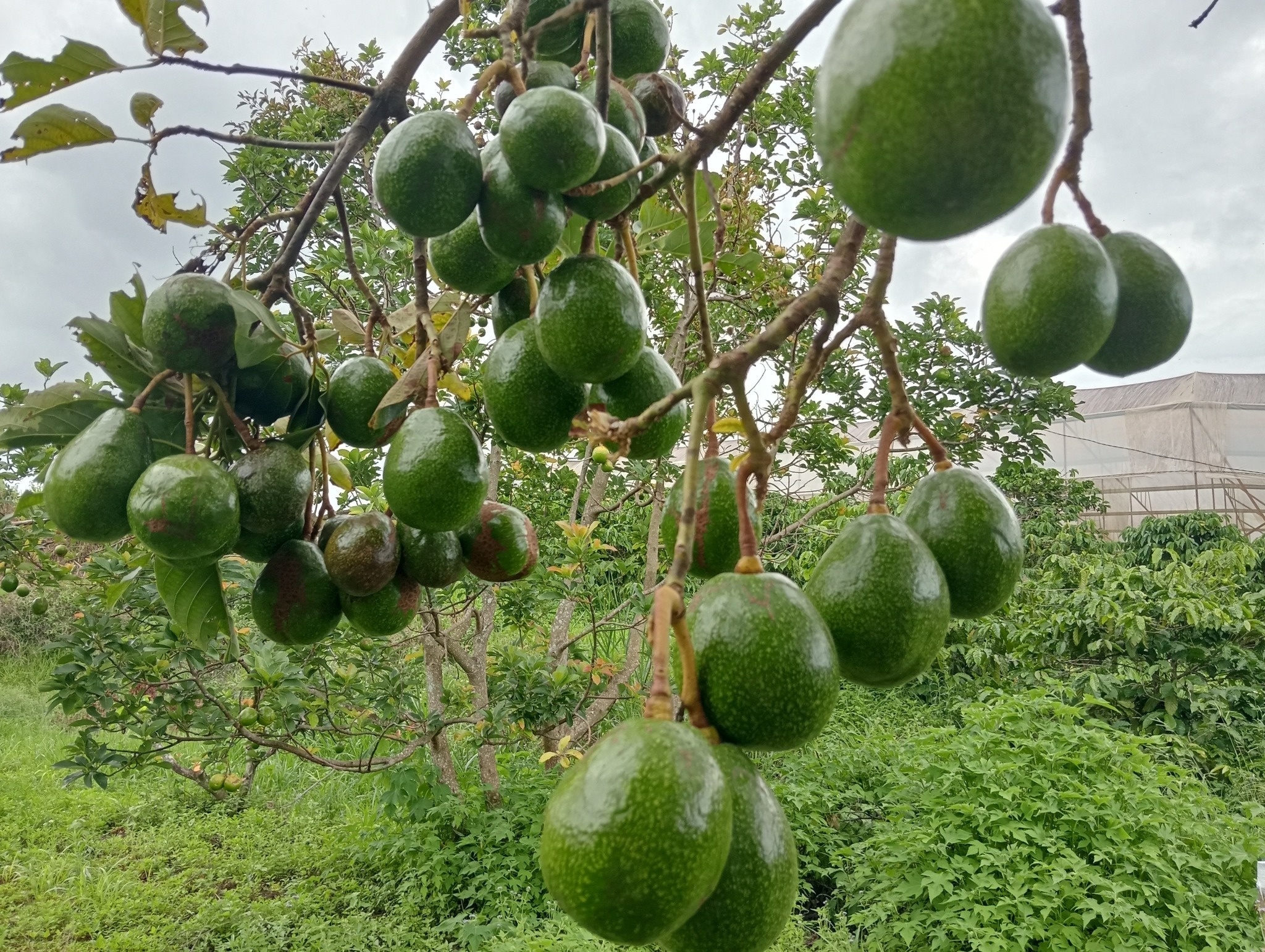 du-lich-da-lat-mua-trai-cay-ivivu-14 Vườn bơ Tà Nung