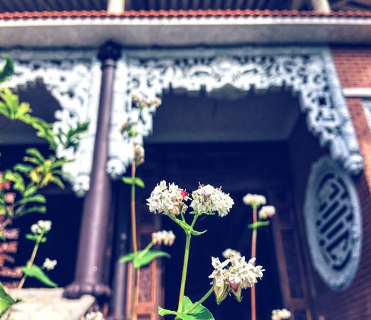 Hoa tam giác mạch vẫn còn tại chùa Vạn Đức Đà Lạt.
