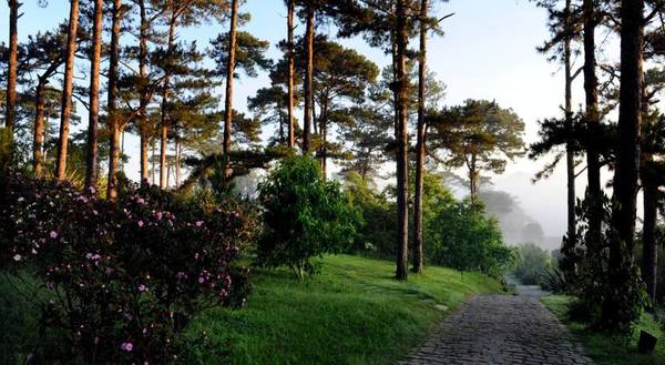 View rừng thông resort Đà Lạt cổ kính