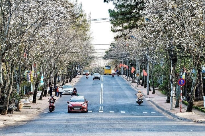 Du lịch Đà Lạt tháng 1: Ngắm vẻ đẹp tinh khôi của hoa ban trắng