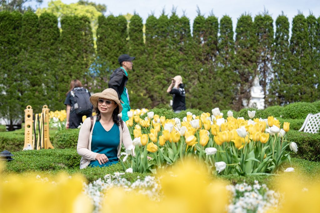 Hàng ngàn bông tulip tại du lịch Đà Nẵng