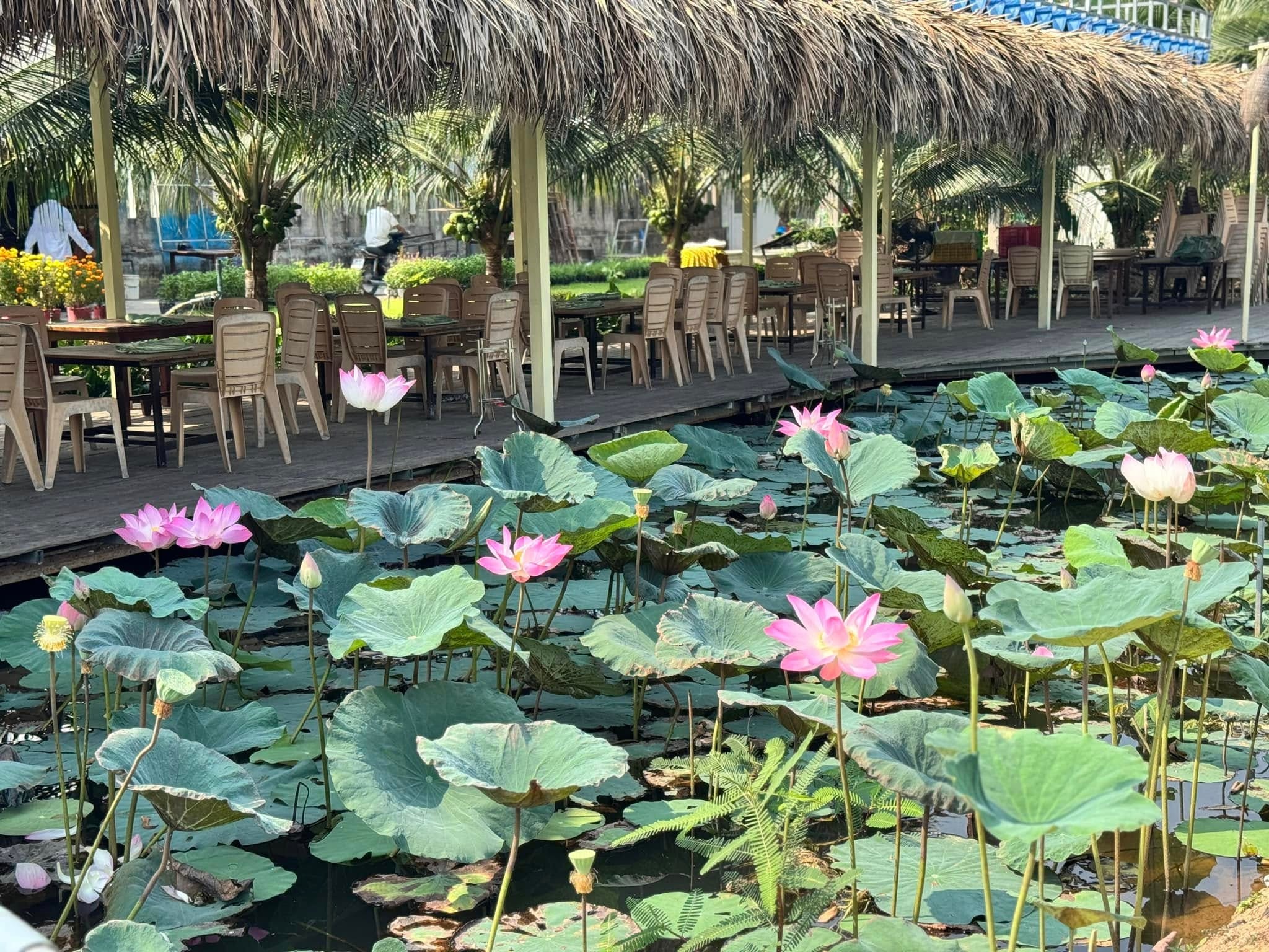 Khung cảnh thơ mộng lý tưởng để check-in du lịch Đồng Tháp