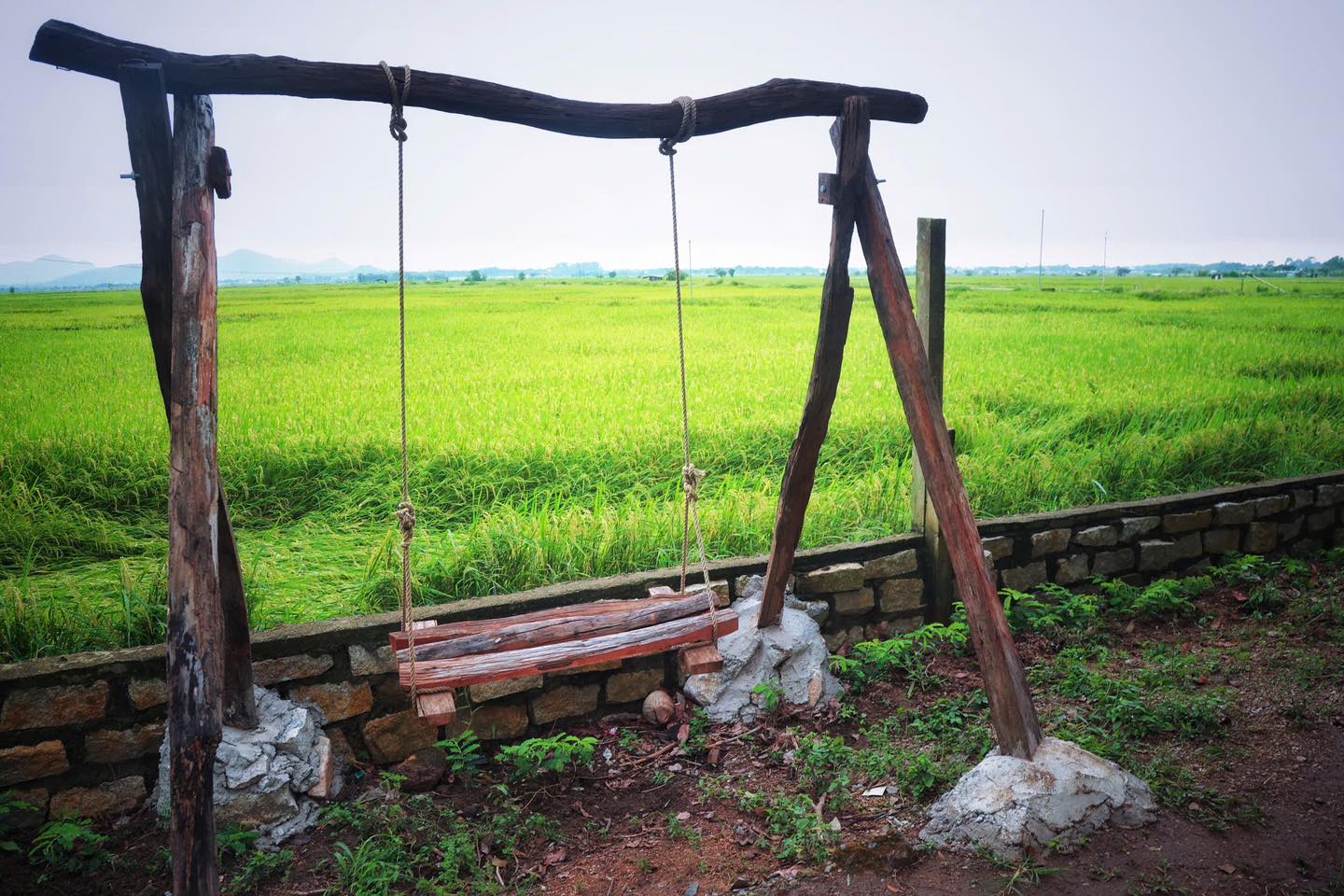 Ruộng lúa tại Tứ Phương Thất Đảo