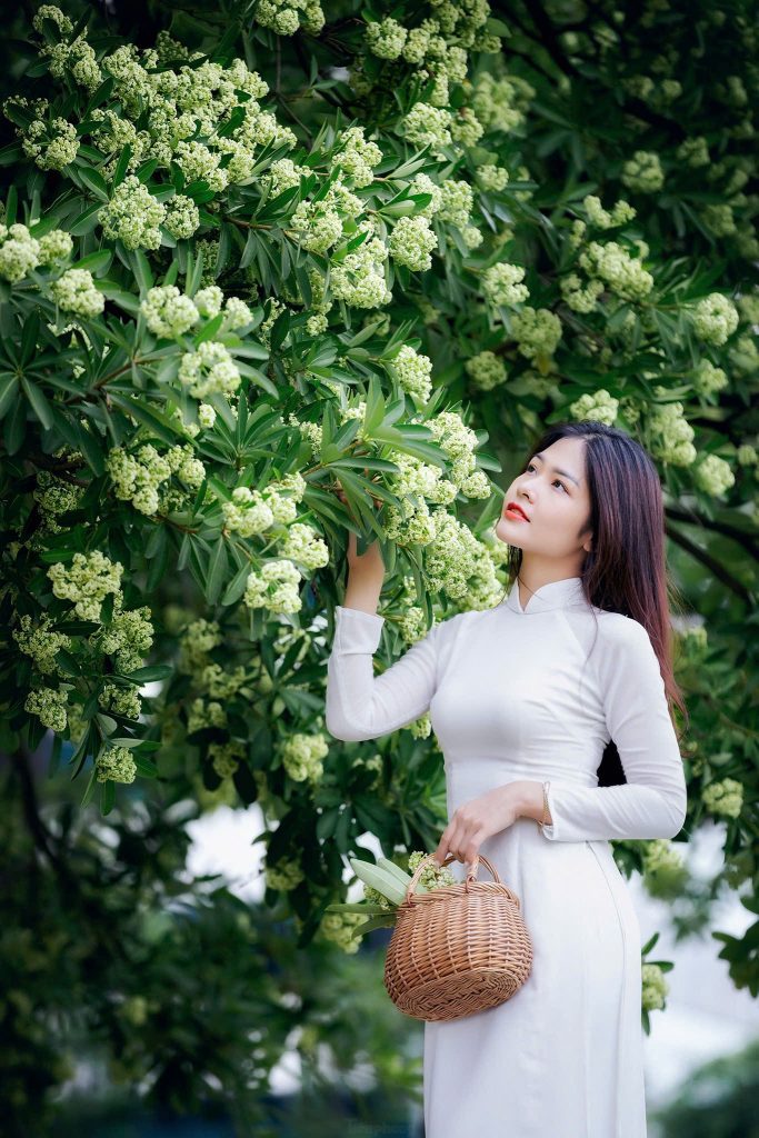 Kinh nghiệm du lịch Hà Nội mùa thu hoa sữa