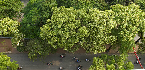 Mùa hoa sữa nồng nàn khi du lịch Hà Nội