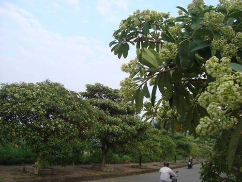 Ngắm hoa sữa thơ mộng khi du lịch Hà Nội
