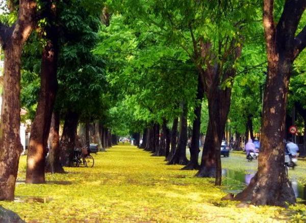 Thảm lá vàng lãng mạn khi đi du lịch Hà Nội