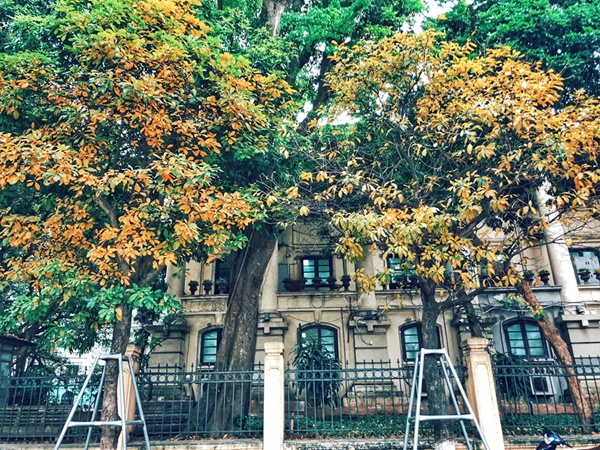 Ngắm lá vàng khi du lịch Hà Nội tháng 4