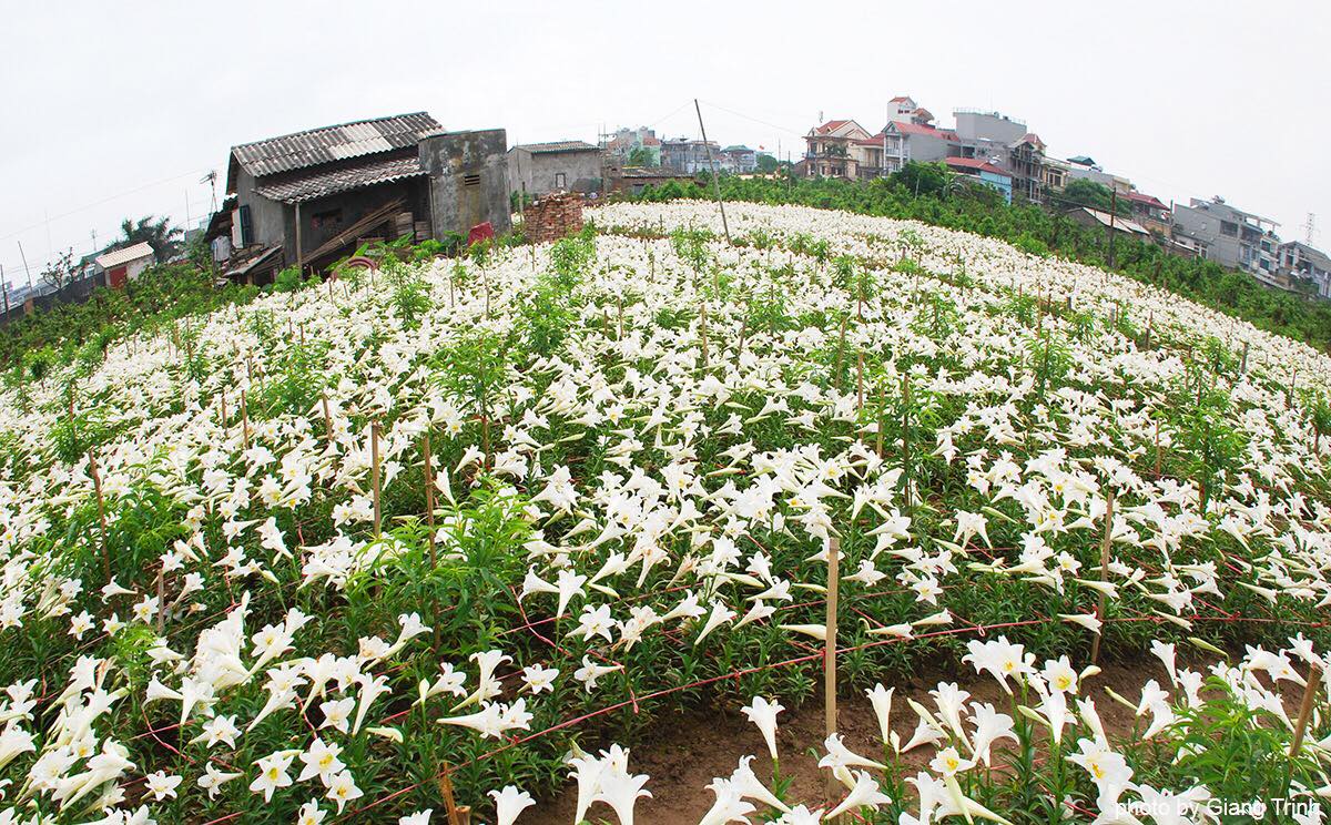 Làng hoa loa kèn Nhật Tân Hà Nội tháng 4
