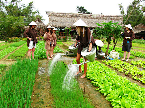 Làng rau Trà Quế Hội An hoài cổ