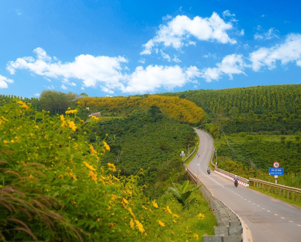 Hoa dã quỳ nở ở Bảo Lộc trong tour du lịch Lâm Đồng