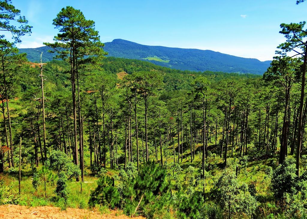 Rừng Bidoup Núi Bà trong tour du lịch Lâm Đồng