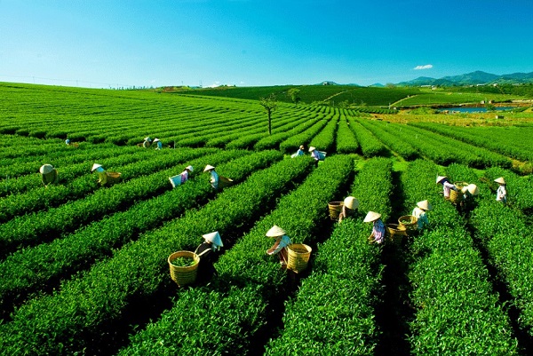 Trà Bảo Lộc thơm ngon đặc sản du lịch Lâm Đồng