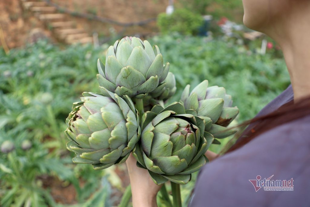 Hoa atiso đặc sản du lịch Lâm Đồng