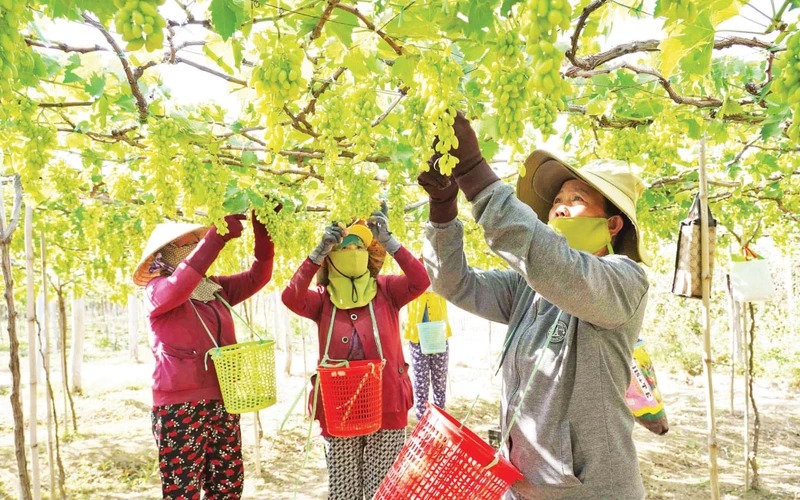 Vườn nho ở Ninh Thuận