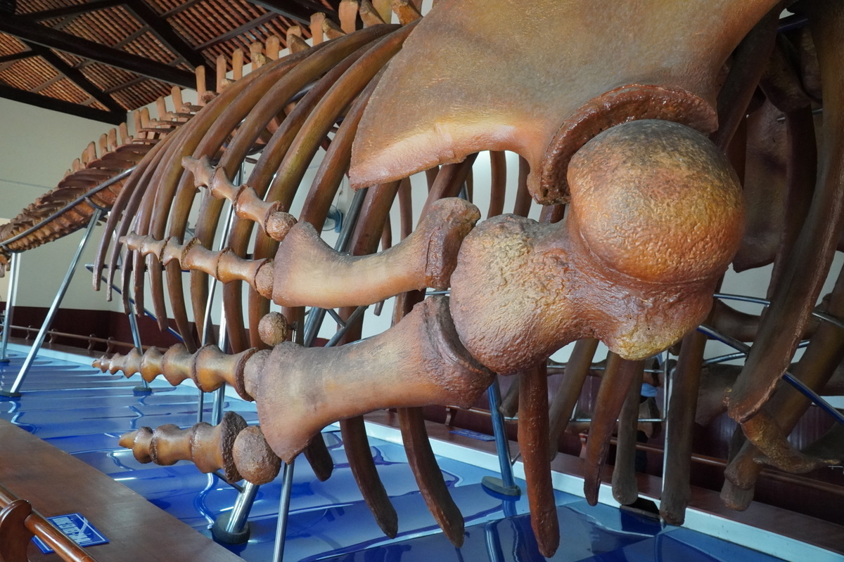 Bộ xương cá Ông lớn nhất Đông Nam Á tại Phan Thiết