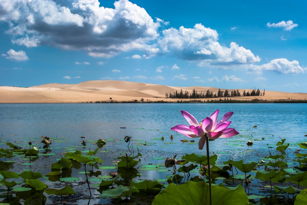 Bàu Trắng mùa sen - điểm du lịch Phan Thiết