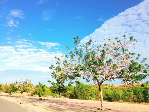 Hoa đỗ mai, một loài hoa mang nét đẹp nhẹ nhàng và kiêu sa, dễ dàng níu chân du khách khi có dịp ghé ngang.