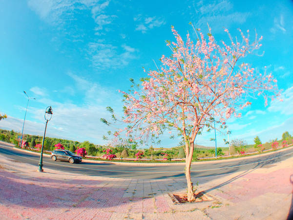 Đỗ mai được ví như là anh đào của xứ biển.