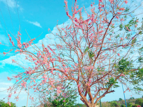 Hoa đỗ mai cũng kiêu sa không thua kém gì anh đào.