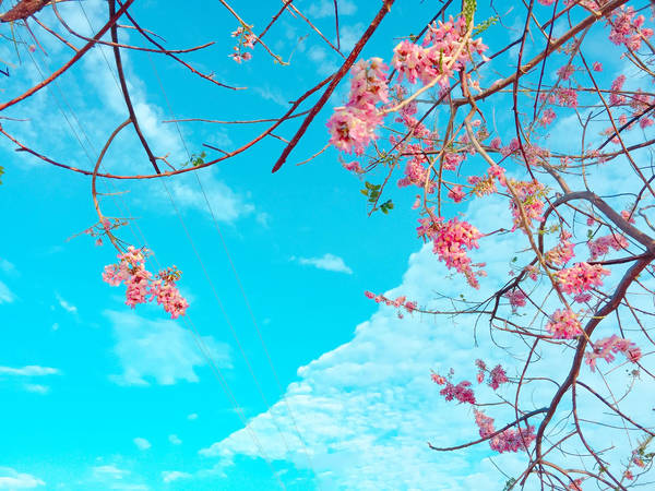 du-lich-phan-thiet-ngam-hoa-do-mai-bung-no-ruc-ro-ivivu-4 du-lich-phan-thiet-ngam-hoa-do-mai-bung-no-ruc-ro-ivivu-4