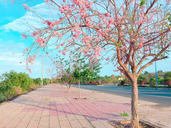 du-lich-phan-thiet-ngam-hoa-do-mai-bung-no-ruc-ro-ivivu-5 du-lich-phan-thiet-ngam-hoa-do-mai-bung-no-ruc-ro-ivivu-5
