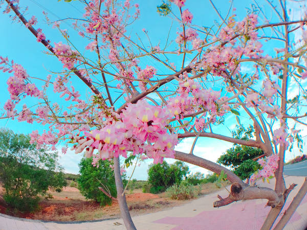 du-lich-phan-thiet-ngam-hoa-do-mai-bung-no-ruc-ro-ivivu-6 du-lich-phan-thiet-ngam-hoa-do-mai-bung-no-ruc-ro-ivivu-6