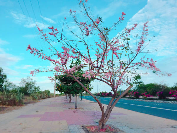 du-lich-phan-thiet-ngam-hoa-do-mai-bung-no-ruc-ro-ivivu-7 du-lich-phan-thiet-ngam-hoa-do-mai-bung-no-ruc-ro-ivivu-7