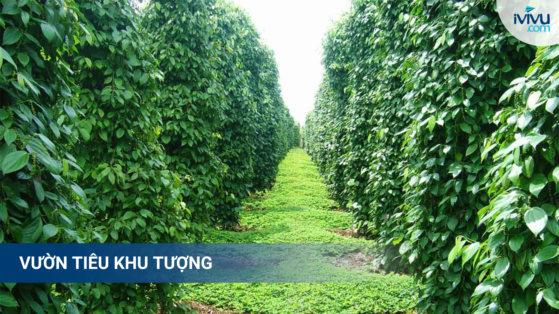Tham quan vườn tiêu xanh mướt Phú Quốc
