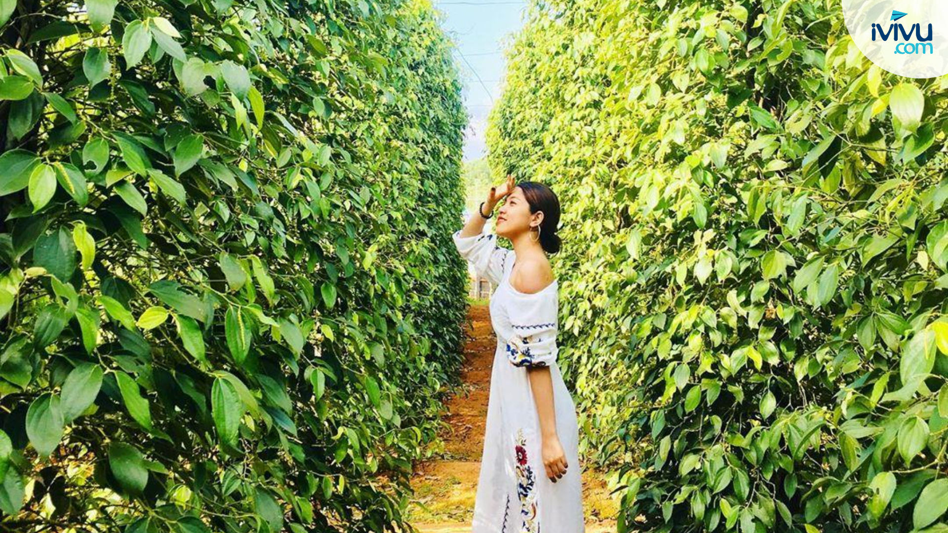Hạt tiêu Phú Quốc chất lượng xuất khẩu
