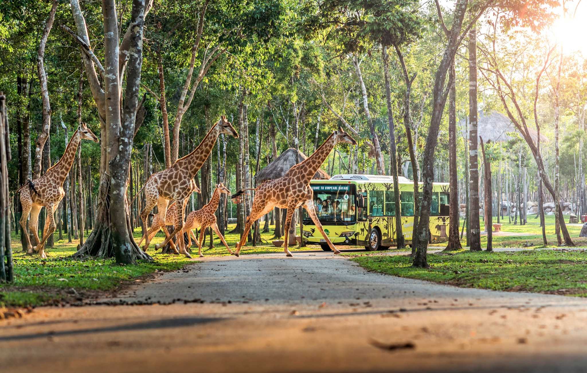 Tham quan Vinpearl Safari Phú Quốc