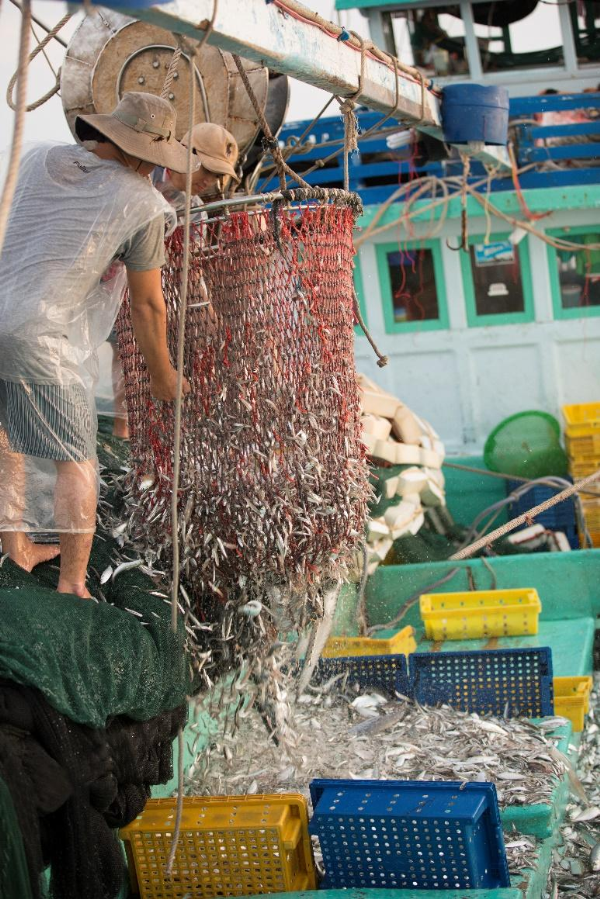 Cá cơm tươi làm nước mắm tại nhà thùng Phú Quốc