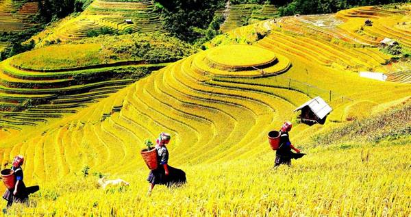Mùa lúa chín vàng rực rỡ khi đi du lịch Sapa tự túc
