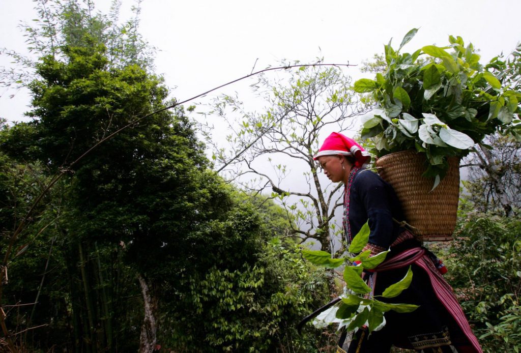 Người Dao hái lá thuốc tại Sapa