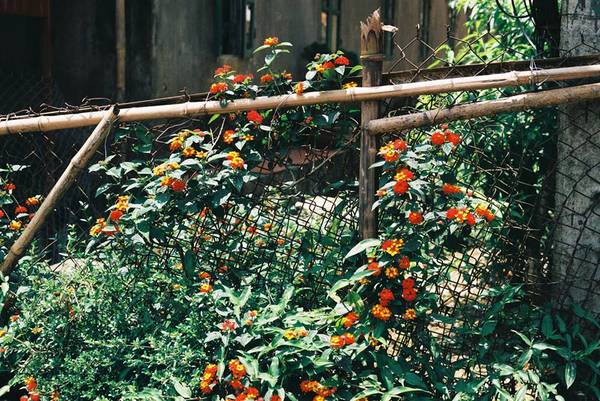 Ảnh: Phơri's House