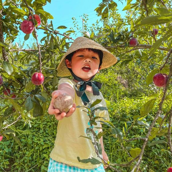 Mùa mận đào chín khi du lịch Sapa tháng 7