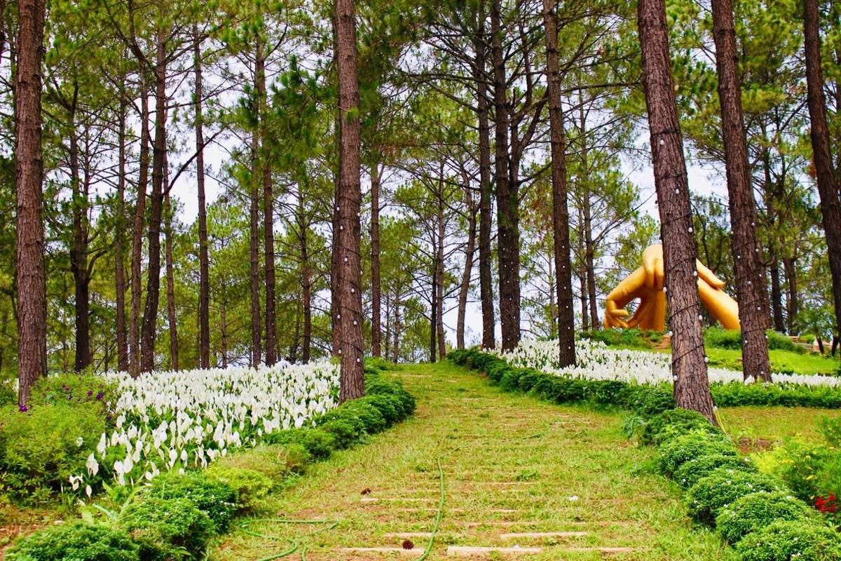 Vẻ đẹp rừng thông Bản Áng