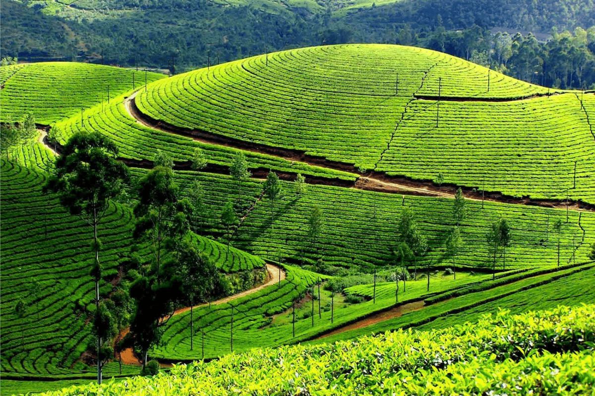 Cao nguyên Mộc Châu Sơn La